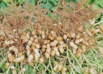 Productores de Choix logran buena cosecha, pero enfrentan precios bajos en comercialización de Cacahuate y Ajonjolí.