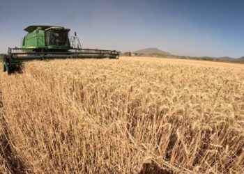 Inicia pago de apoyo a trigueros en el Valle del Carrizo; productores reciben un “respiro” para el ciclo agrícola.