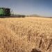 Inicia pago de apoyo a trigueros en el Valle del Carrizo; productores reciben un “respiro” para el ciclo agrícola.