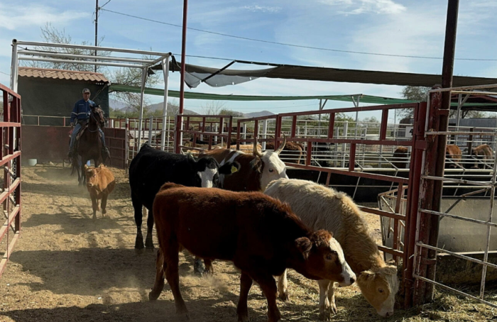 Productores en México advierten alza en precio de carne hacia 2026 por gusano barrenador y aranceles