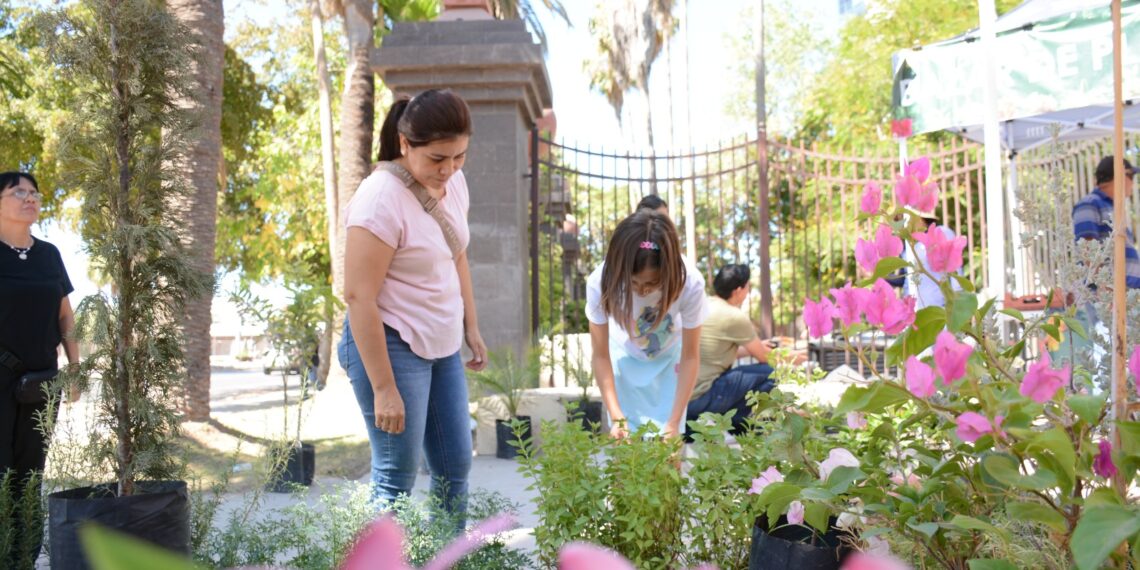 El Parque Sinaloa realizara  este sábado su último bazar de plantas del año.