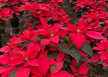 “La flor que anuncia la Navidad: nochebuenas y su tradición mexicana”