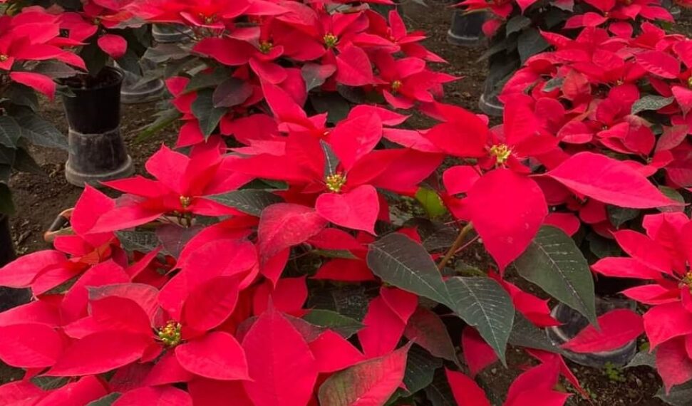 “La flor que anuncia la Navidad: nochebuenas y su tradición mexicana”