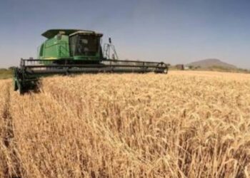 Productores de trigo en Sinaloa esperan apertura de ventanillas tras vencimiento de plazo federal.