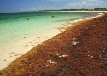 La ONU luchará contra el sargazo en el Caribe