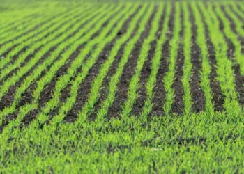 Llaman a productores del Valle del Carrizo a tramitar permiso único de siembra; buscan alcanzar 31 mil 500 hectáreas