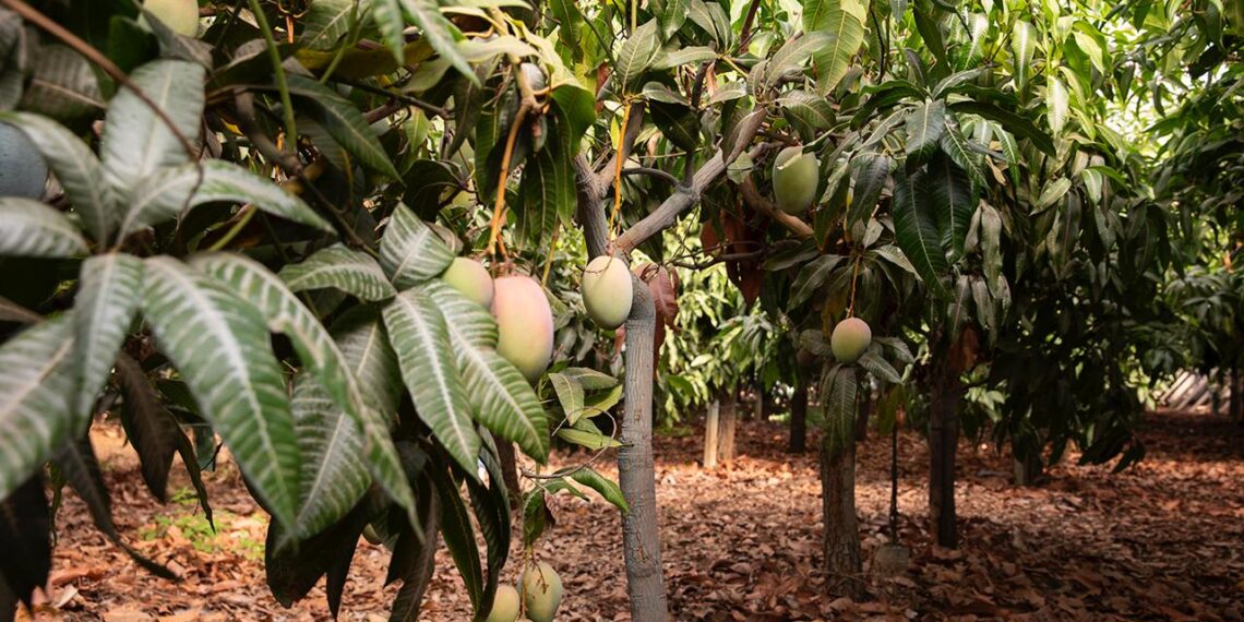 CESAVESIN llama a los productores de mango a registrar su huerta en la Figura Cooperadora