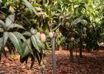 CESAVESIN llama a los productores de mango a registrar su huerta en la Figura Cooperadora