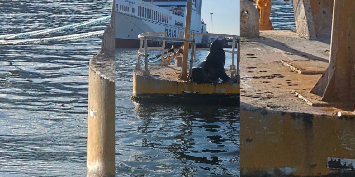 Especialistas determinan que lobo marino herido requiere cirugía urgente