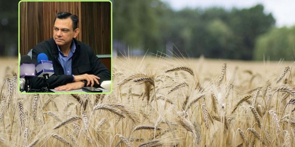 Buenas noticias para trigueros: Canaco Los Mochis