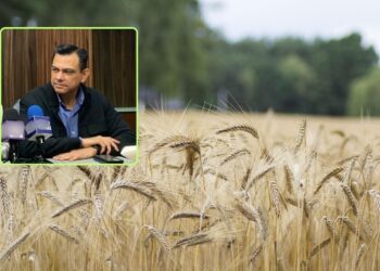 Buenas noticias para trigueros: Canaco Los Mochis