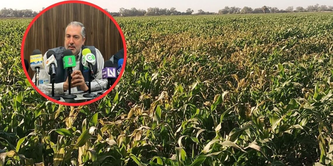 Reporta AARFS afectaciones en cultivos sinaloenses de más de 10 mil hectáreas por recientes lluvias