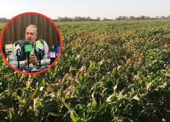 Reporta AARFS afectaciones en cultivos sinaloenses de más de 10 mil hectáreas por recientes lluvias