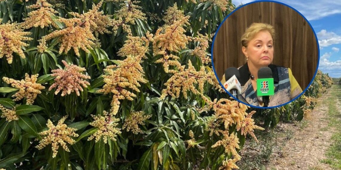 Reportan baja floración de cultivos frutales en el norte de Sinaloa