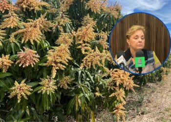 Reportan baja floración de cultivos frutales en el norte de Sinaloa