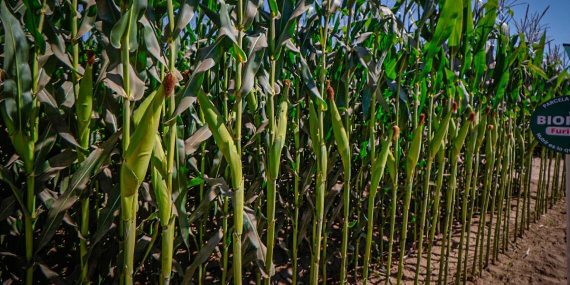 Lluvias del fin de semana en Guasave dejan saldo positivo pese a acamado en algunos cultivos de maíz