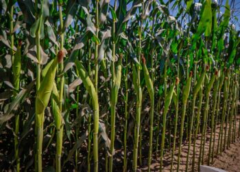 Lluvias del fin de semana en Guasave dejan saldo positivo pese a acamado en algunos cultivos de maíz