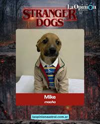 Stranger Dogs, la campaña para impulsar la adopción de perritos con temática de Stranger Things