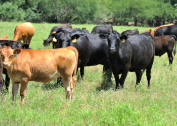 Vigilancia en aeropuertos y vía terrestre impide ingreso de gusano barrenador a Sinaloa: Ganaderos