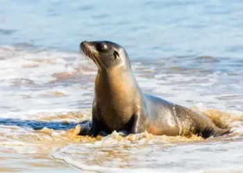 Tragedia en el mar: fallece lobo marino herido por contaminación humana