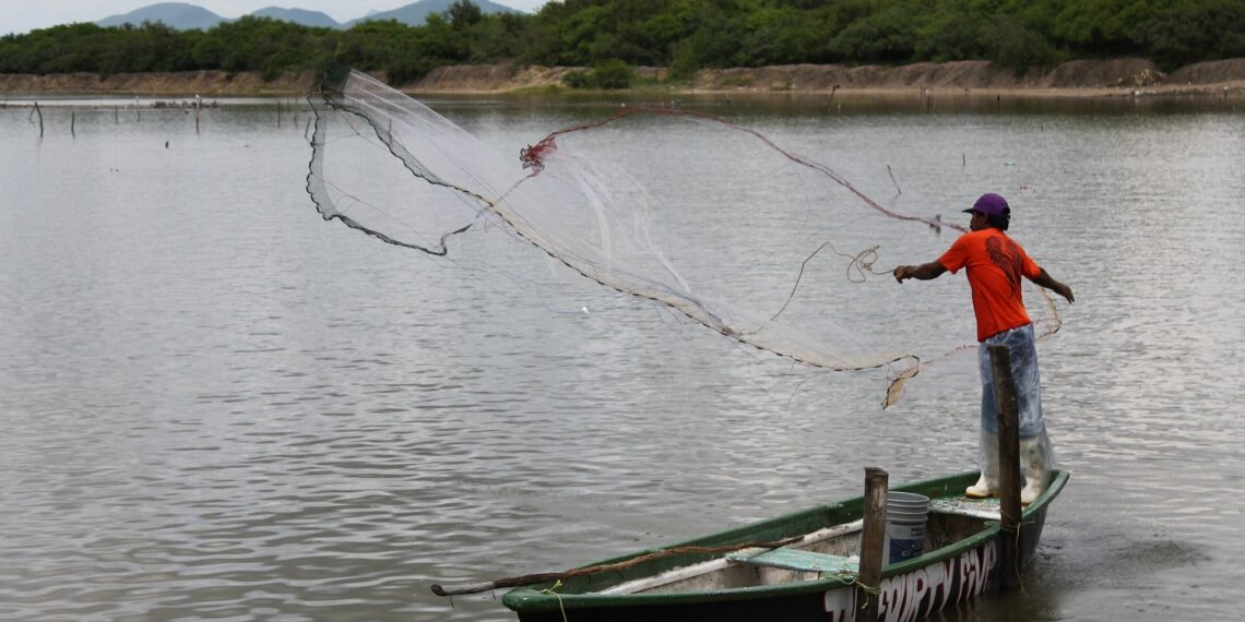 Pescadores alertan: la zafra camaronera no repunta en Navolato