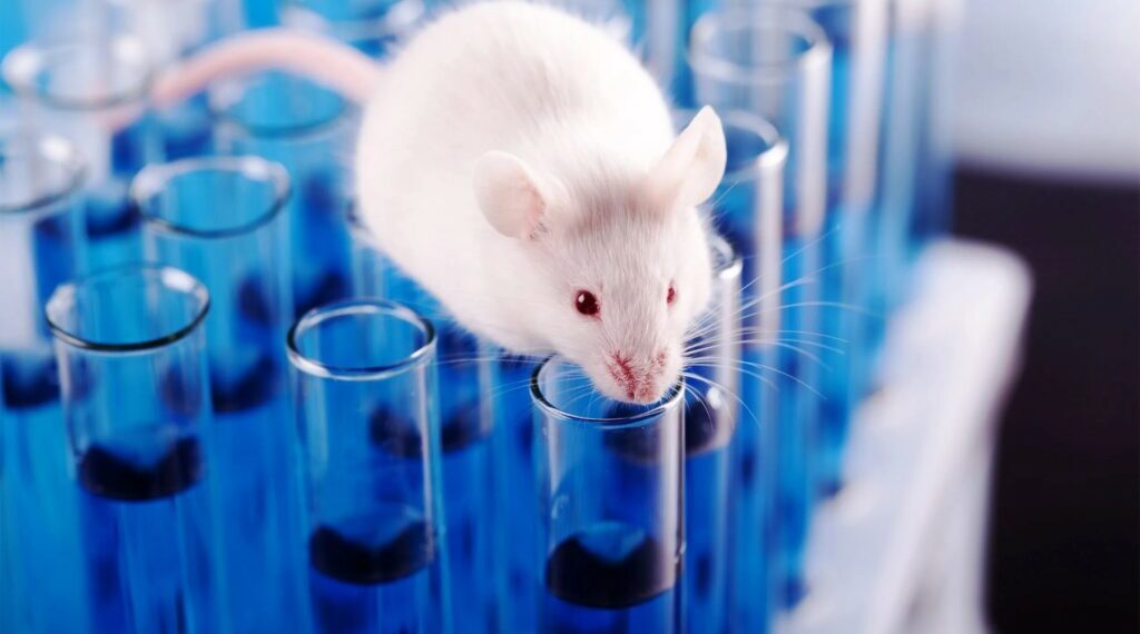 Científicos españoles eliminan, por primera vez, el cáncer de páncreas en ratones