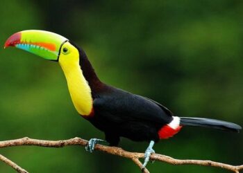 Nuevos habitantes llegan al Gran Acuario Mazatlán: tucanes