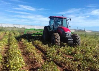 Cortes de frijol registran 75% de avance en Sinaloa