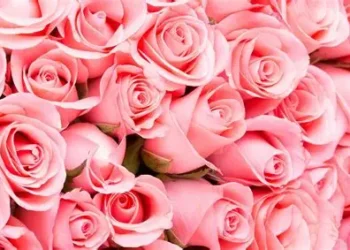 Rosas dominan el 14 de febrero 2026 en México: la flor más regalada y qué le sigue en el ranking