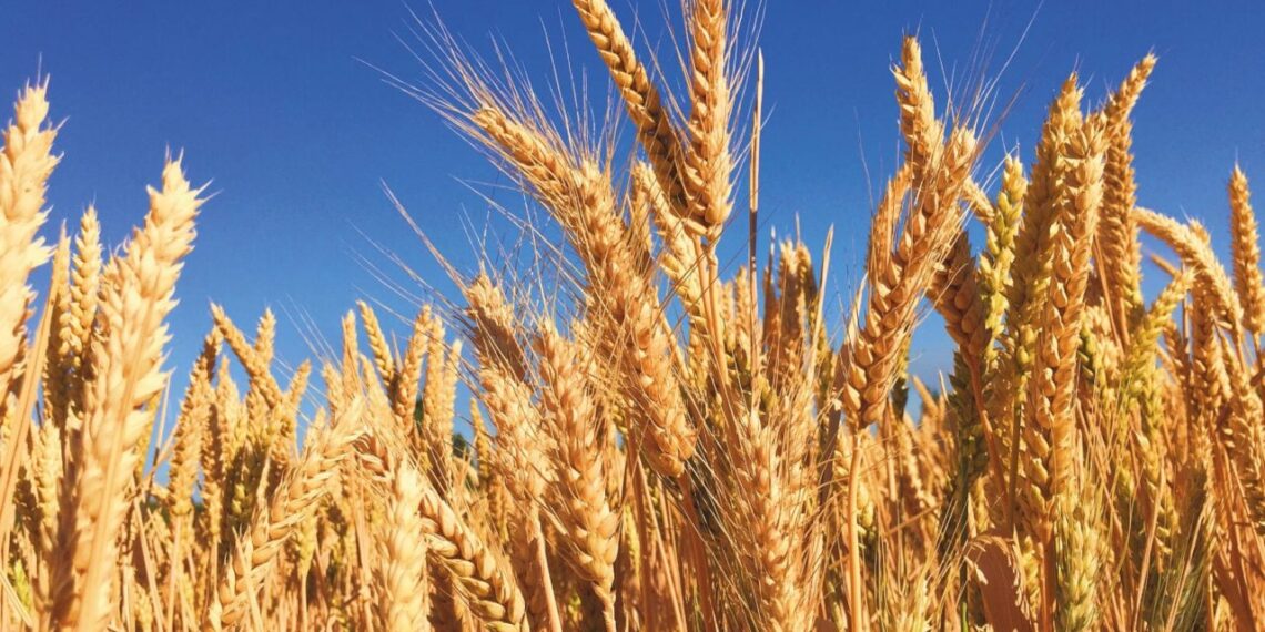 Clima frío da respiro al trigo en el Valle del Carrizo; cosecha definirá resultados en abril