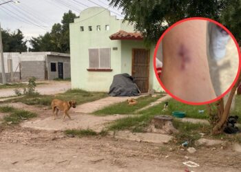 ¡Alerta! Reportan ataque de perros a un menor en el sector Prados del Sur en Los Mochis