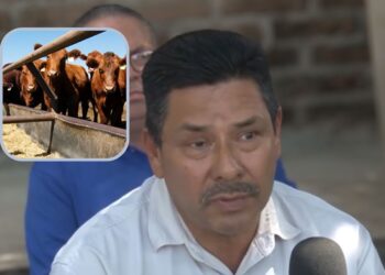 “Blindado Sinaloa contra el gusano barrenador”: Asociación Ganadera de Ahome