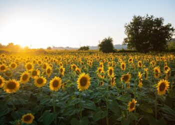 “Ahome Florece”: presentan nuevo atractivo turístico con la Ruta del Girasol en el ejido Flores Magón