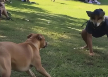 Avistamiento de Therians en Culiacán aterriza el movimiento en México y formula una pregunta: ¿qué dice la psicología?