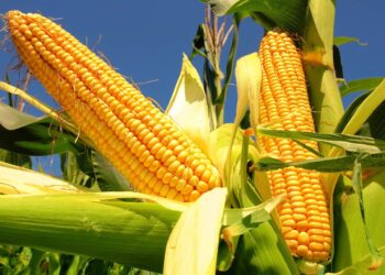 Bajo precio del maíz incrementa la preocupación en el sector agrícola