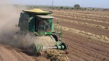 Con frijol a 22 y 23 pesos, productores optan por vender en campo ante bajos rendimientos