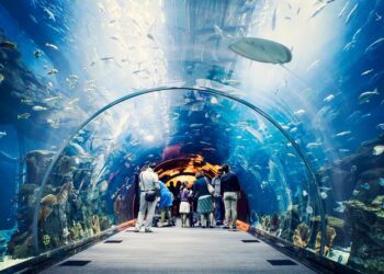 ¡Plan familiar! Acuario de Mazatlán anuncia descuento exclusivo para sinaloenses
