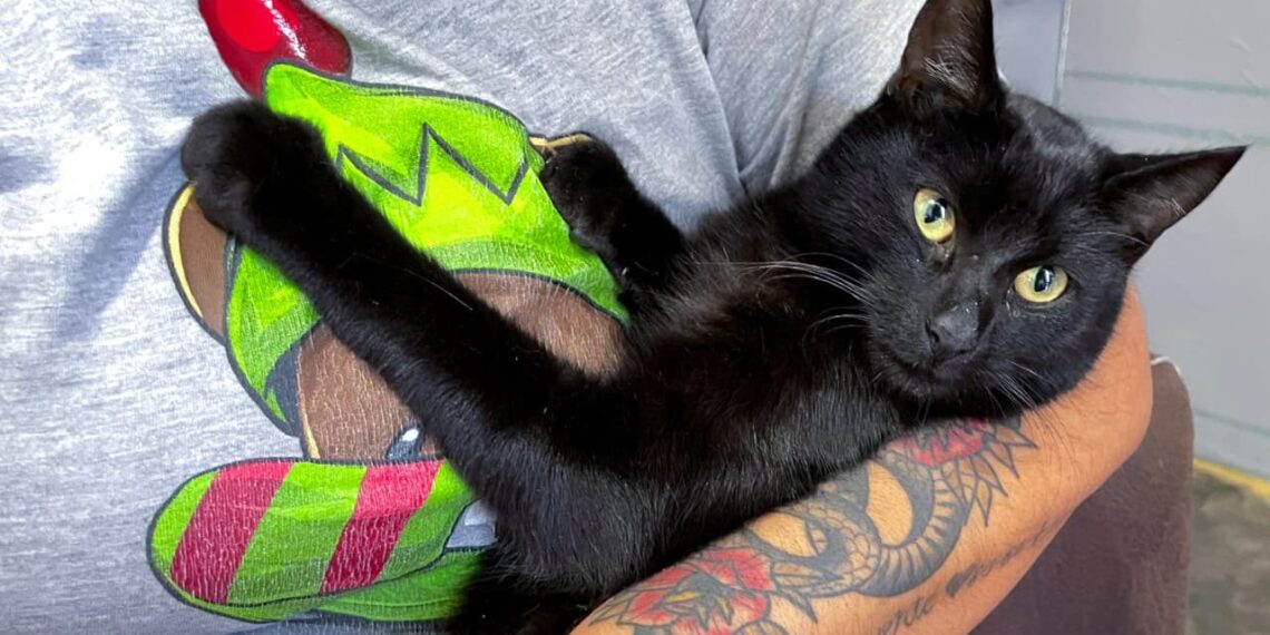 Llega la justicia para Lucifer, gato que fue privado de la vida en Los Mochis: Fiscalía