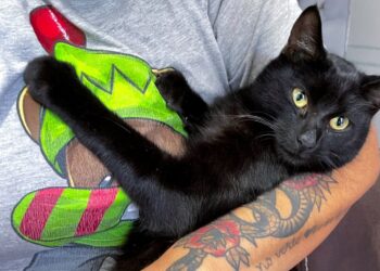 Llega la justicia para Lucifer, gato que fue privado de la vida en Los Mochis: Fiscalía