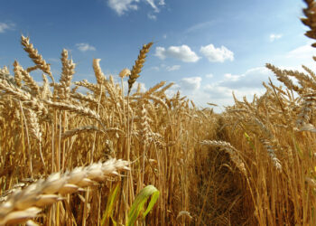 Atención productores: gusano del fruto y roya lineal ponen en riesgo cultivos de trigo