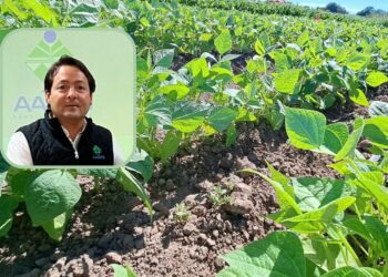 “Al tope las trillas de frijol en estos momentos”: AARFS