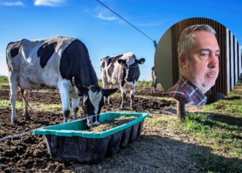 “Pecuarios comprarán parte de las cosechas de maíz”: AARFS