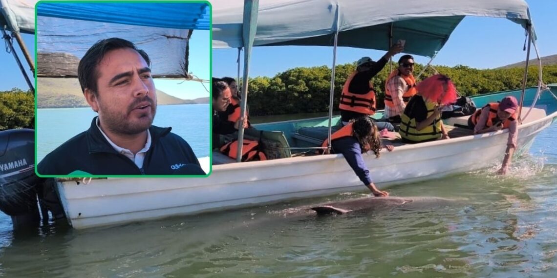 ¡A cuidar a “El Pechocho”! Estas son las recomendaciones para visitar al icónico delfín 