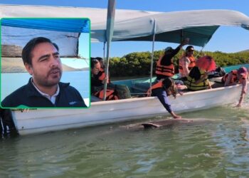 ¡A cuidar a “El Pechocho”! Estas son las recomendaciones para visitar al icónico delfín 