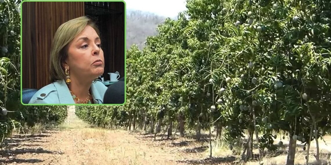 “Hay campos de mango en el norte de Sinaloa que no tuvieron una sola flor”: Kenya Moreno