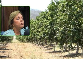 “Hay campos de mango en el norte de Sinaloa que no tuvieron una sola flor”: Kenya Moreno