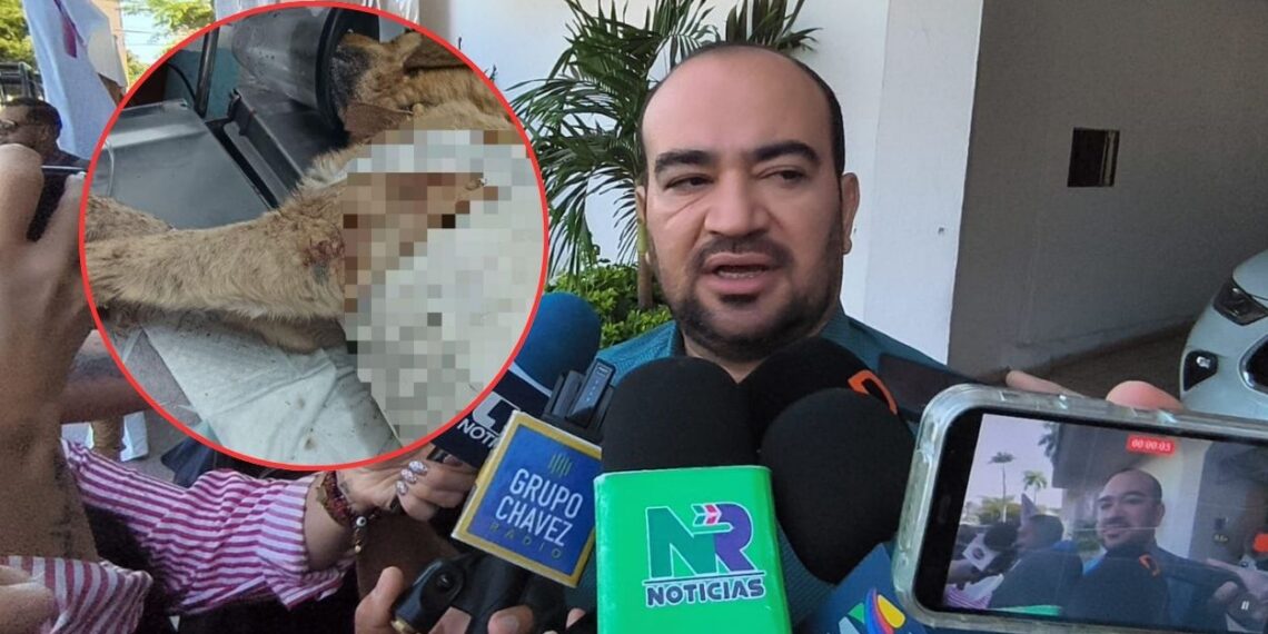 Avanza carpeta de investigación sobre perrita baleada en Prados del Sur: Vicefiscalía