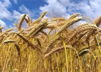 Productores de trigo casi cumplen un año a la espera del pago del complemento al precio del cereal