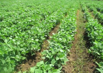 Buenas noticias para productores: frijol de Sinaloa podrá almacenarse gratis por 2 meses