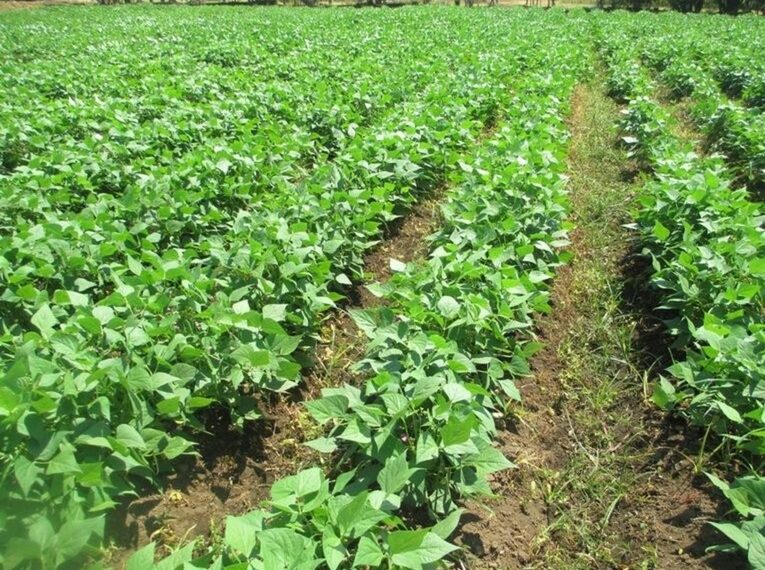 Buenas noticias para productores: frijol de Sinaloa podrá almacenarse gratis por 2 meses